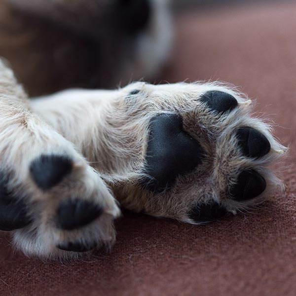 Close up puppy dog paws on a brown cozy blanket. Macro of white